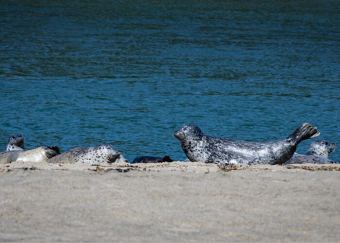 Seals Greeting Card featuring the photograph Beach Yoga by Steven Clark