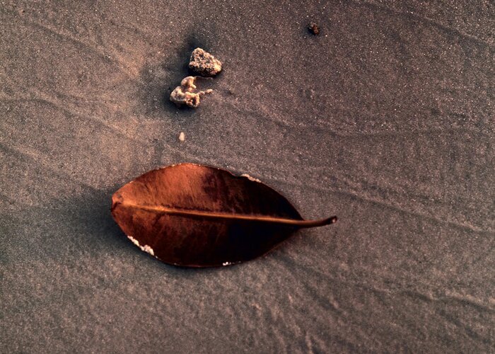 Leaf Greeting Card featuring the photograph Beached Leaf by Brent L Ander
