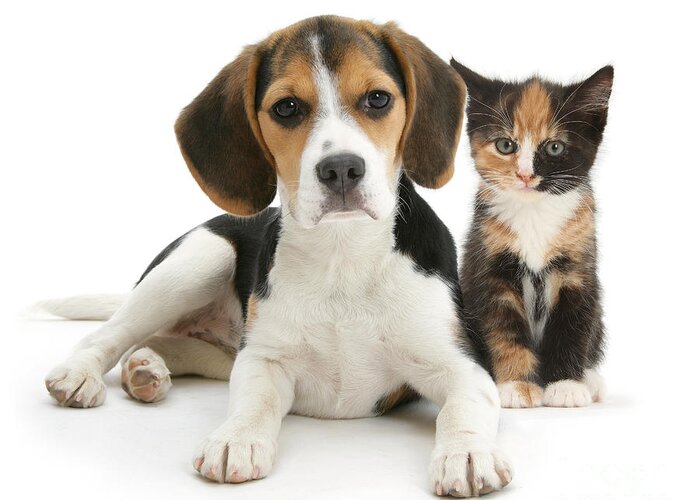Animal Greeting Card featuring the photograph Beagle And Calico Cat by Mark Taylor