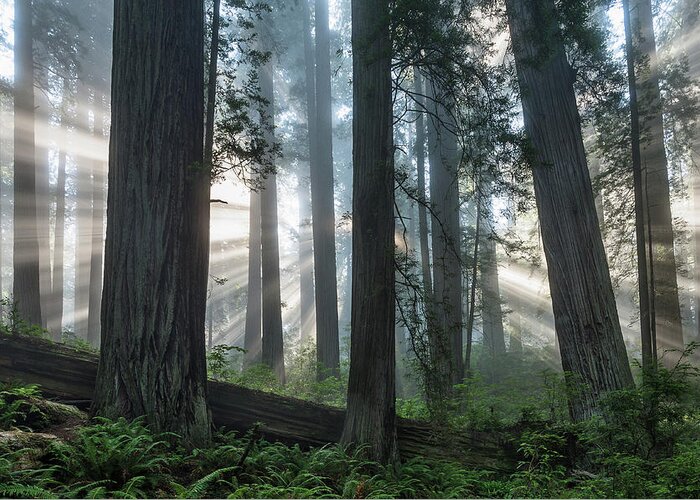 Redwood National Park Greeting Card featuring the photograph Beams Through the Forest by Greg Nyquist