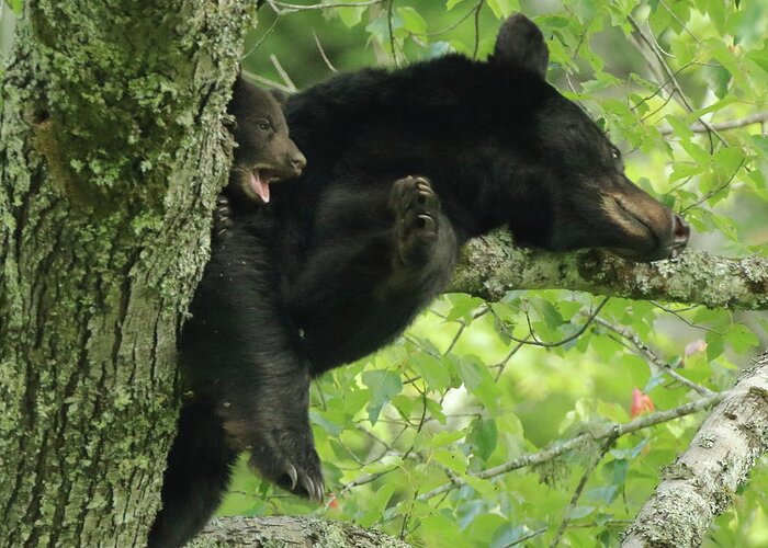 American Black Bear Greeting Card featuring the photograph Bear and Cub in tree by Coby Cooper
