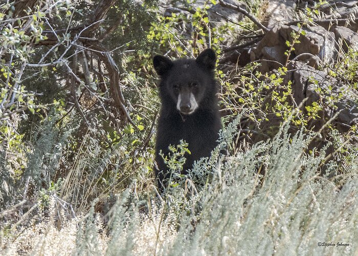 Black Bear Greeting Card featuring the photograph Bear Cub Looking For Mom by Stephen Johnson