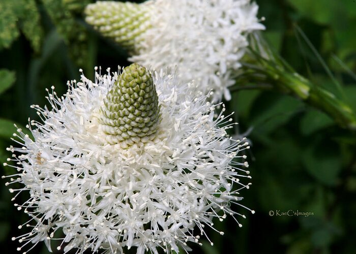 Wild Plants Greeting Card featuring the photograph Bear Grass Up Close by Kae Cheatham