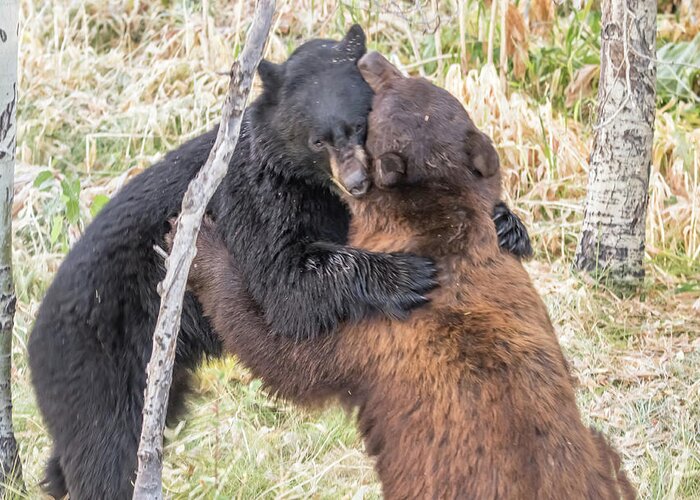 Landscape Greeting Card featuring the photograph Bear Hug by Marc Crumpler