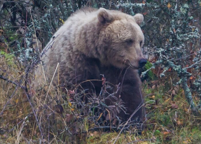 Bear Greeting Card featuring the photograph Bear square by Torbjorn Swenelius