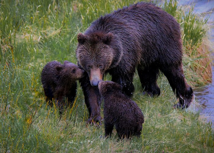 A Grizzly Bear And Her Cubs Were Definitely Not Afraid Of The Rain And Ventured Out For A Fun Morning Of Play And Affection. Greeting Card featuring the photograph Bearly Wet by Ryan Smith