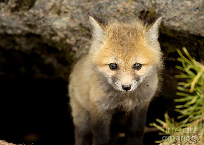 Fox Kit Greeting Card featuring the photograph Beautiful Baby by Natural Focal Point Photography