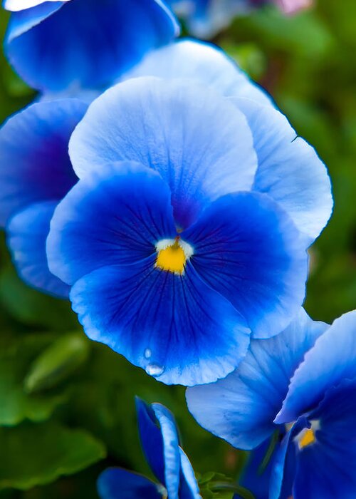 Spring Flowers Greeting Card featuring the photograph Beautiful Blues by Az Jackson