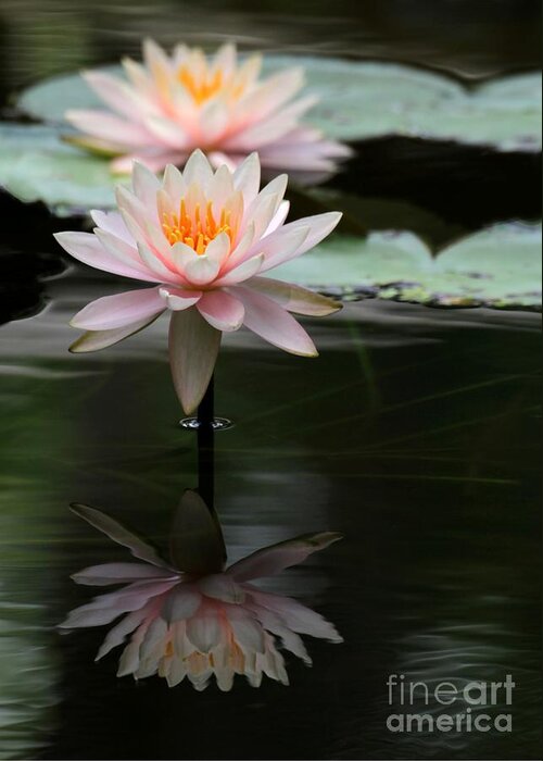 Water Lily Greeting Card featuring the photograph Beautiful Colorado Water Lilies by Sabrina L Ryan