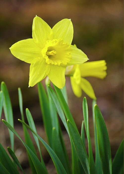 Daffodil Greeting Card featuring the photograph Beautiful Daffodil Flower by Christina Rollo