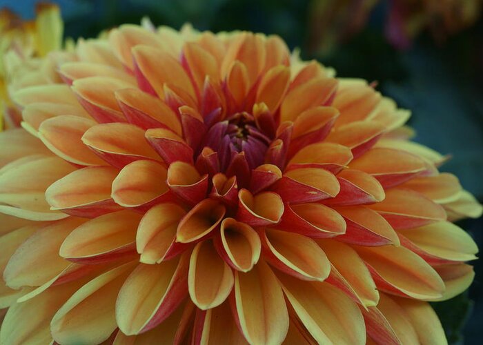 Flowers Greeting Card featuring the photograph Beautiful Dahlia 1 by Dimitry Papkov