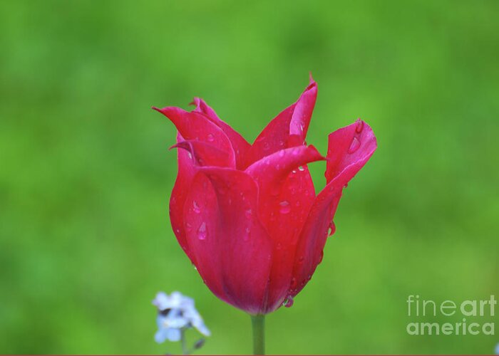 Tulip Greeting Card featuring the photograph Beautiful Dark Pink Flowering Tulip in the Spring by DejaVu Designs