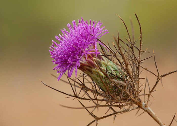 Flower Greeting Card featuring the photograph Beautiful Distaff-thistle by Yuri Peress