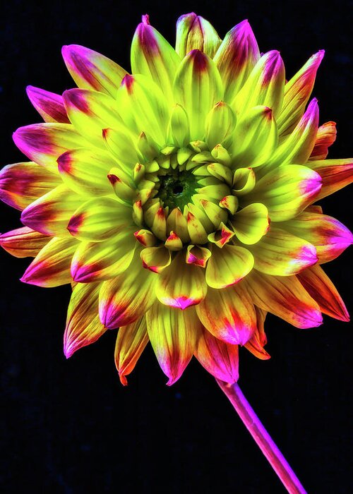Color Greeting Card featuring the photograph Beautiful Graphic Dahlia by Garry Gay