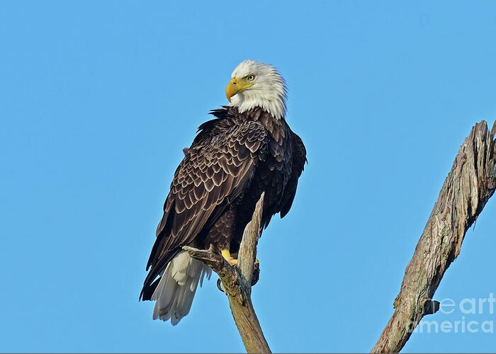 Bald Eagle Greeting Card featuring the photograph Beautiful Harriet by Liz Grindstaff