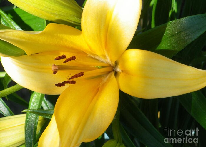  Greeting Card featuring the photograph Beautiful Lily I by Sonya Chalmers