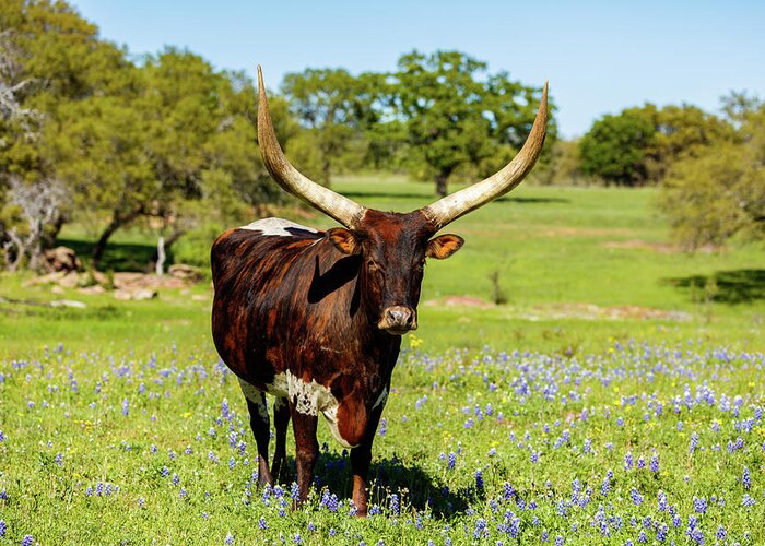 African Breed Greeting Card featuring the photograph Beautiful longhorn bull by Raul Rodriguez