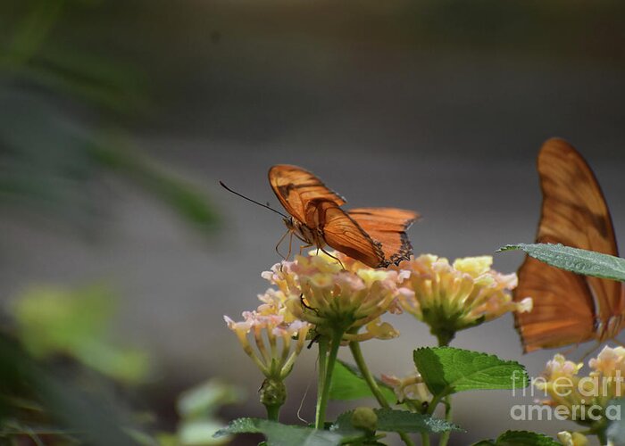 Butterfly Greeting Card featuring the photograph Beautiful Orange Gulf Fritillary Butterfly on Flowers by DejaVu Designs