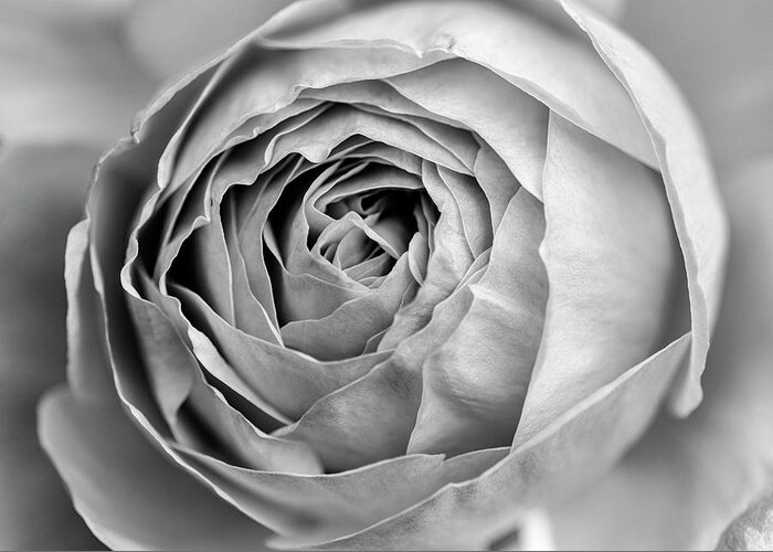 Rose Greeting Card featuring the photograph Beautiful rose closeup in black and white by Vishwanath Bhat