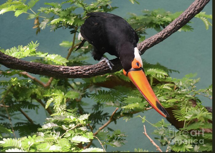 Toucan Greeting Card featuring the photograph Beautiful Tropical Toucan Balanced in a Tree Top by DejaVu Designs