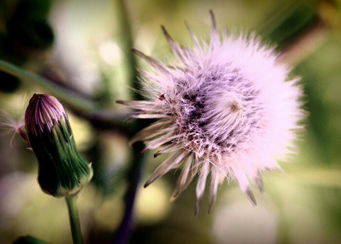 Dandelion Greeting Card featuring the photograph Beauty in Everything by Susie Weaver