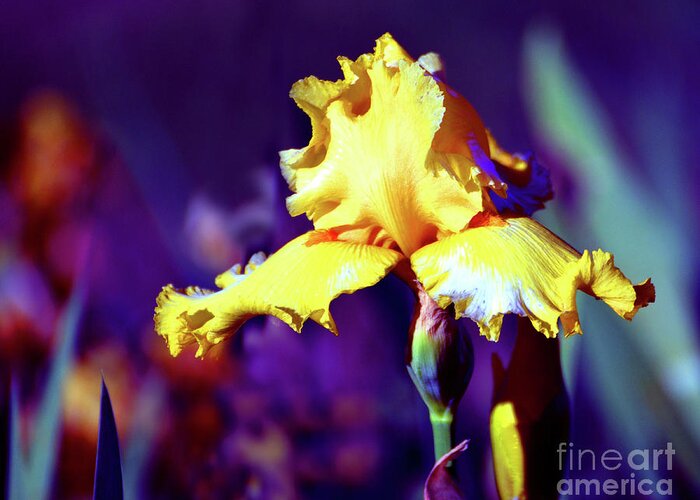 Linda Cox Greeting Card featuring the photograph Iris Beauty in Gold by Linda Cox