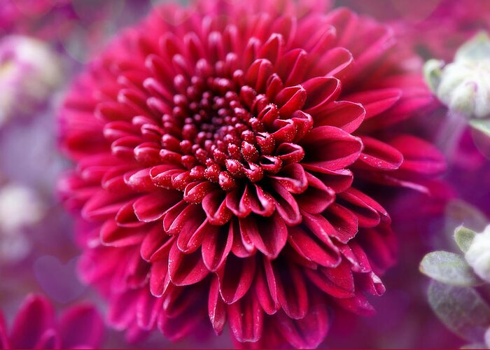 Flower Greeting Card featuring the photograph Beauty in Red by Lilia S