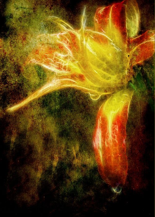 Flower Greeting Card featuring the photograph Beauty in the Darkness by Cameron Wood