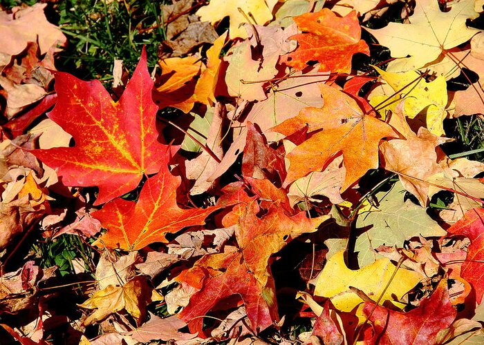 Leaves Greeting Card featuring the photograph Beauty of Fallen Leaves by Allen Nice-Webb