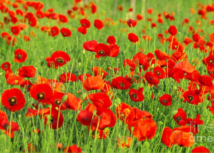 Beauty Greeting Card featuring the photograph Beauty Red Poppies by Boon Mee