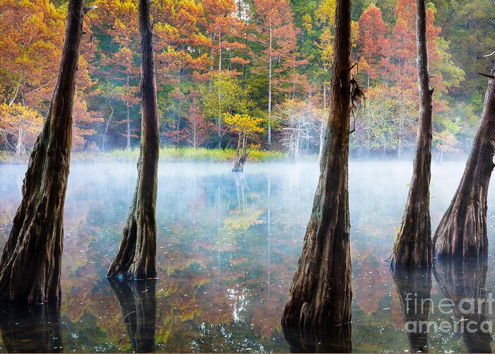 America Greeting Card featuring the photograph Beavers Bend Cypress Grove by Inge Johnsson