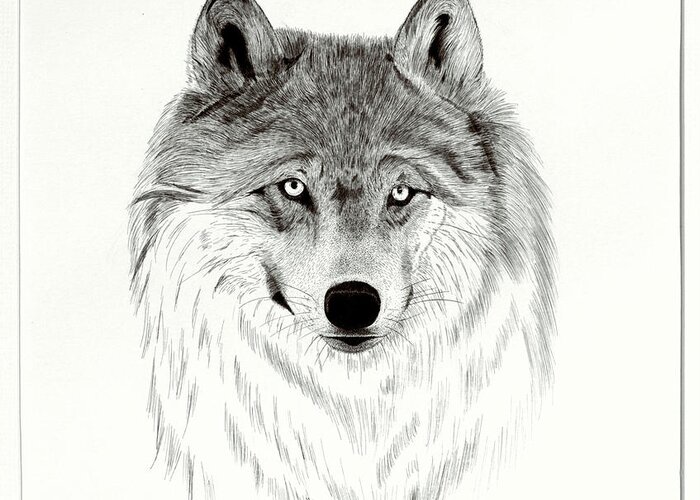Wolf Greeting Card featuring the drawing Becky's Choice by Mike Hinojosa