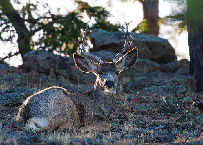 Mule Deer Greeting Card featuring the photograph Bed Down For The Evening by Mindy Musick King