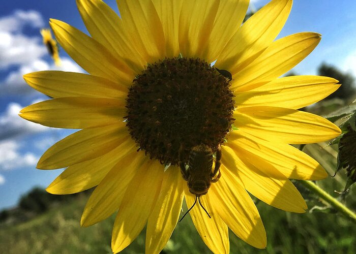Nature Greeting Card featuring the photograph Bee and Sunflower by Nathan Little