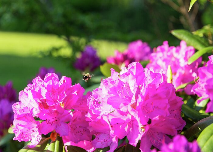 Bee Greeting Card featuring the photograph Bee Flying Over Catawba Rhododendron by D K Wall