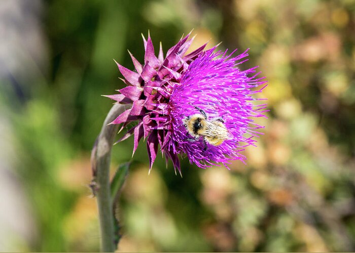 Photosbymch Greeting Card featuring the photograph Bee on a Thistle by M C Hood