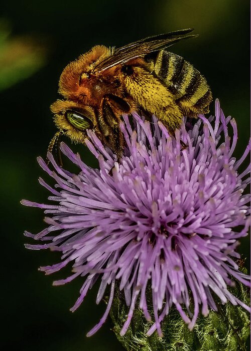 Bee On A Thistle Greeting Card featuring the photograph Bee On A Thistle by Paul Freidlund