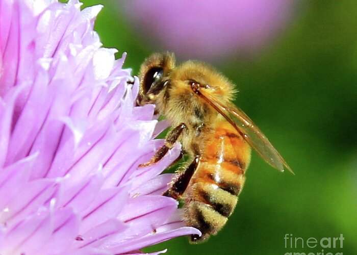 Purple Greeting Card featuring the photograph Bee on Chive Flower by Ann E Robson