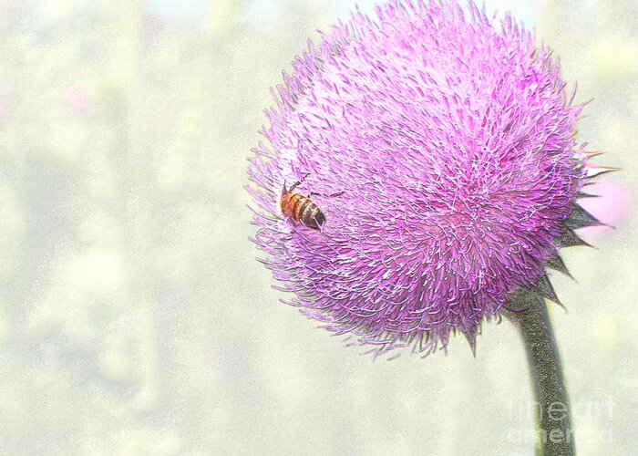 Bee Giant Thistle Plant Honeybee Craig Walters A An The Photo Art Artist Photograph Digital Landscape Pink Outdoors Photographic Artists Greeting Card featuring the digital art Bee on Giant Thistle by Craig Walters