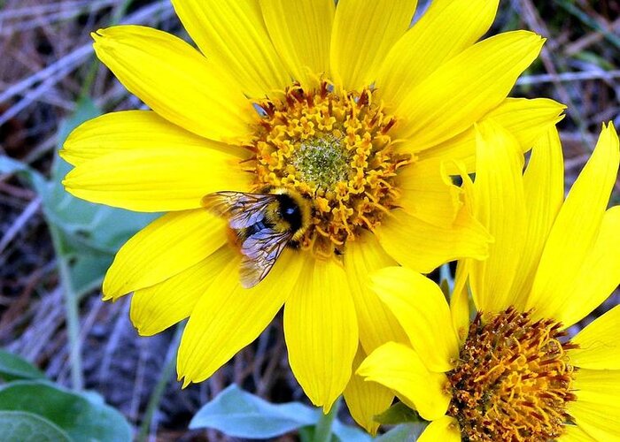 Bee On Wild Sunflowers Greeting Card featuring the photograph Bee On Wild Sunflowers by Will Borden