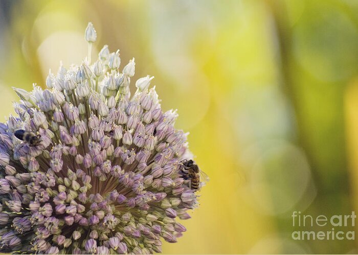 Nature Greeting Card featuring the photograph Bees on garlic blossom by Cindy Garber Iverson