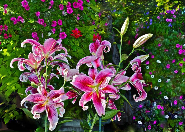 Lilies Greeting Card featuring the photograph Beginning September Sunlit Lilies by Janis Senungetuk