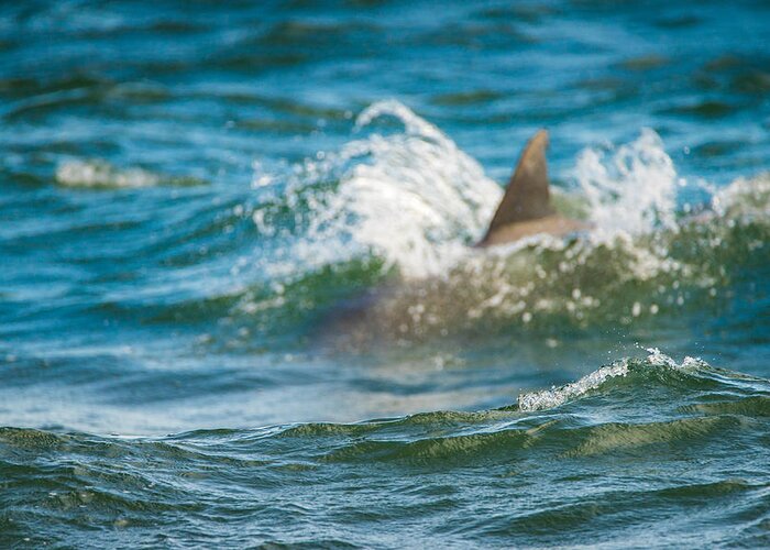 Dolphin Greeting Card featuring the photograph Behind the Wave by Wild Fotos