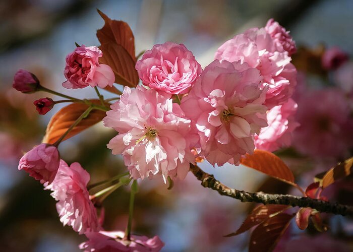 Pink Flowering Cherry Greeting Card featuring the photograph Being Pink - by Julie Weber