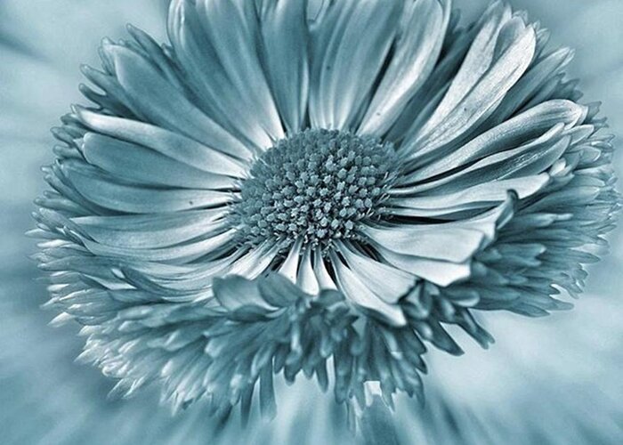 Beautiful Greeting Card featuring the photograph Bellis In Cyan 
#flower #flowers by John Edwards