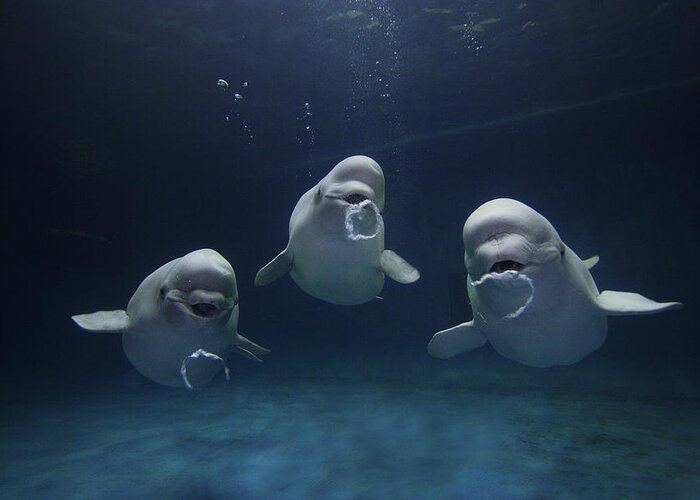 Mp Greeting Card featuring the photograph Beluga Whale Trio Blowing Bubbles by Hiroya Minakuchi