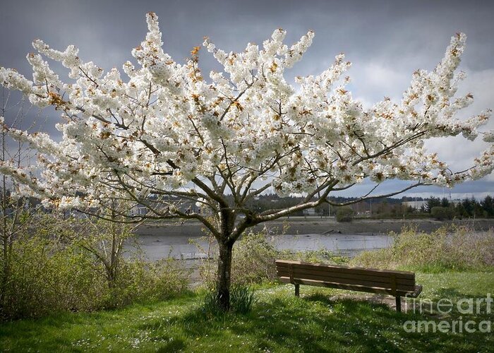 Japanese Cherry Blossom Tree Greeting Card featuring the photograph Bench and Blossoms by Patricia Strand