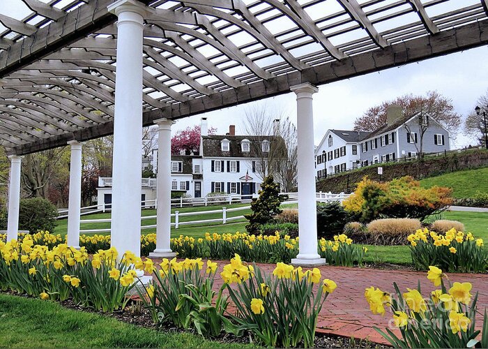 Pergola Greeting Card featuring the photograph Beneath the Pergola by Janice Drew