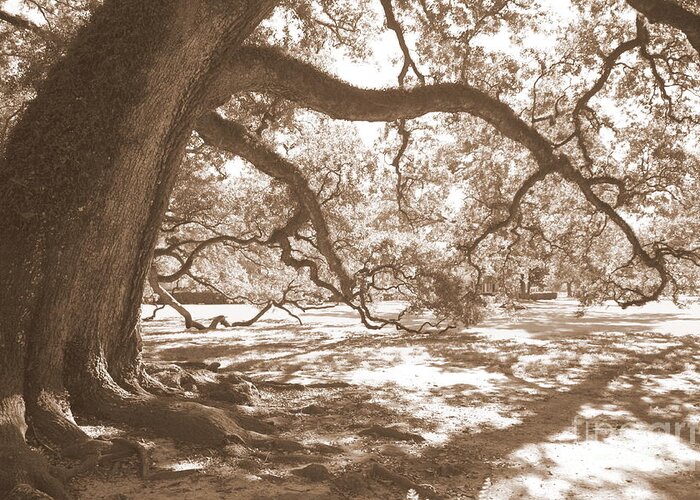 Live Oak Greeting Card featuring the photograph Bent Tree by Carol Groenen