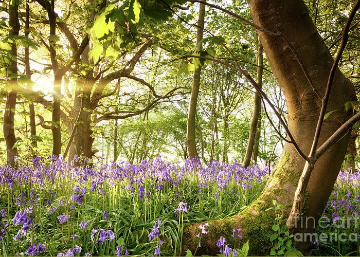 Forest Greeting Card featuring the photograph Bent tree in bluebell forest by Simon Bratt